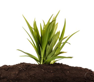 Toprak daylily genç bir çalı. Beyaz arka plan üzerinde