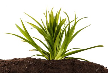 Toprak daylily genç bir çalı. Beyaz arka plan üzerinde