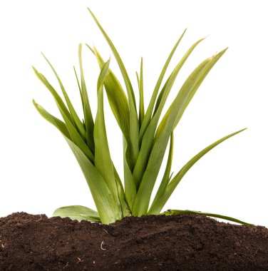 Toprak daylily genç bir çalı. Beyaz arka plan üzerinde