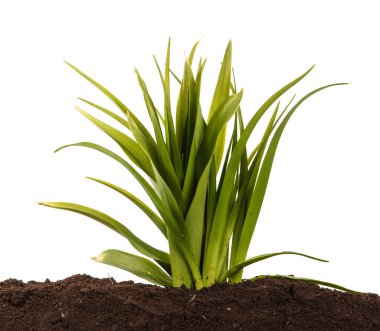 Toprak daylily genç bir çalı. Beyaz arka plan üzerinde