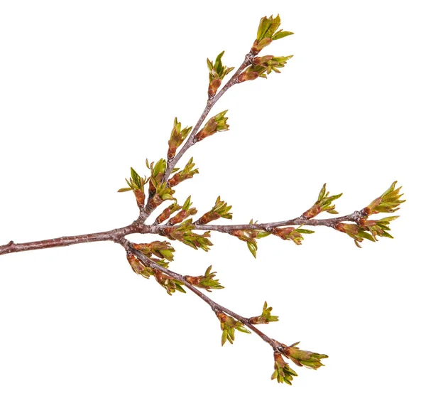 Swollen green buds on a branch of a cherry tree — Stock Photo, Image