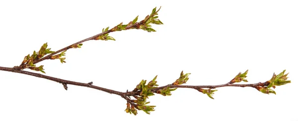 Brotes verdes hinchados en una rama de un cerezo —  Fotos de Stock
