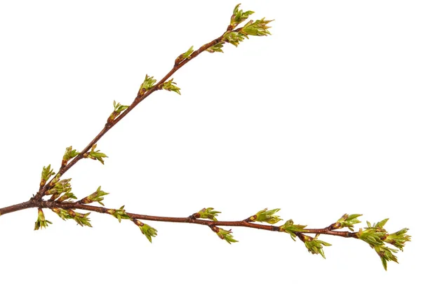 Gemme verdi gonfie su un ramo di un albero ciliegio — Foto Stock