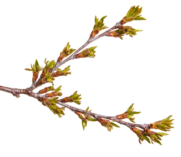 Bourgeons verts gonflés sur une branche d'un cerisier — Photo