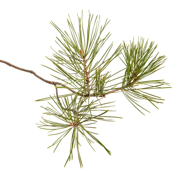 Pine oddział z zielony gry. Na białym tle — Zdjęcie stockowe