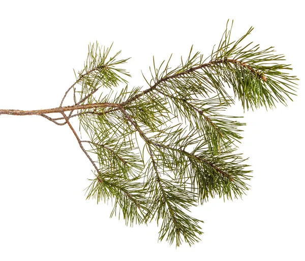 Um ramo de pinheiro com jogos verdes. Isolado sobre fundo branco — Fotografia de Stock