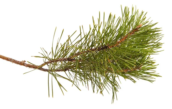 A pine branch with green games. Isolated on white background — Stock Photo, Image