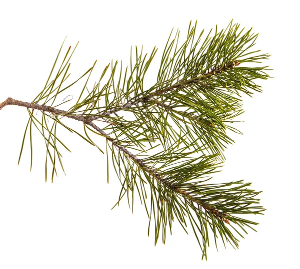 Una rama de pino con juegos verdes. Aislado sobre fondo blanco —  Fotos de Stock