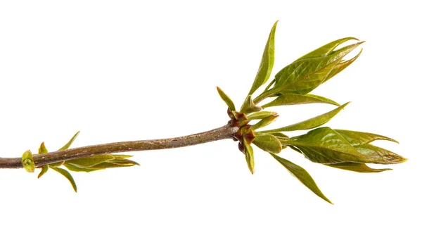 Young shoots of a lilac bush. Isolated on white background — Stock Photo, Image