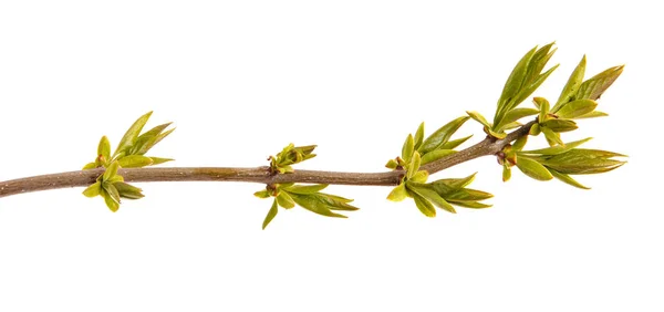 Young shoots of a lilac bush. Isolated on white background — Stock Photo, Image