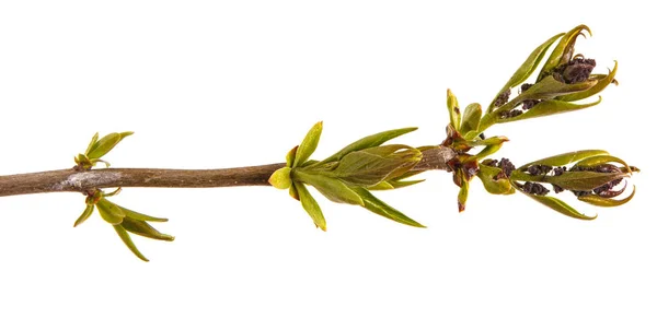 Young shoots of a lilac bush. Isolated on white background — Stock Photo, Image