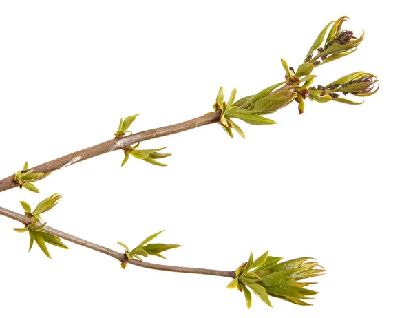 ライラックのブッシュの若い芽。白い背景に分離 — ストック写真