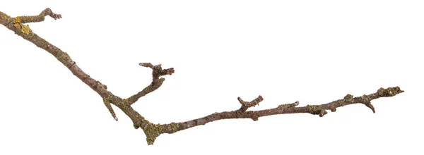 Suchej gałęzi grzybicze. Na białym tle — Zdjęcie stockowe