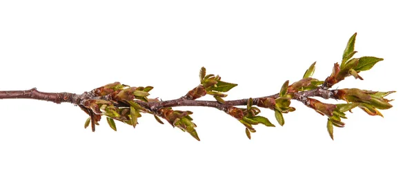 若い unblown 腎臓と桜の木の枝。分離 — ストック写真