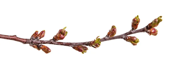 Branch of a cherry tree with young unblown kidneys. Isolated on — Stock Photo, Image