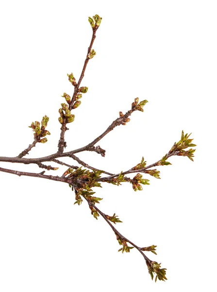 Zweig eines Kirschbaums mit jungen, ungeblasenen Nieren. isoliert auf — Stockfoto