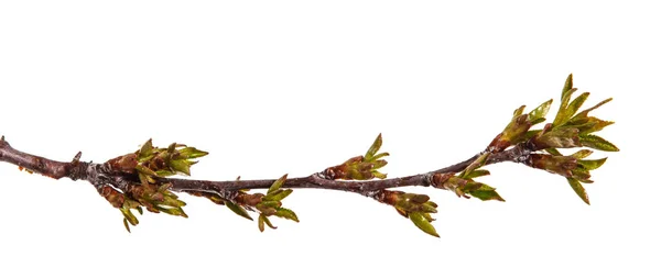 Branch of a cherry tree with young unblown kidneys. Isolated on — Stock Photo, Image