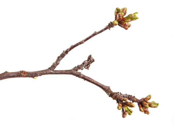 Branch of a cherry tree with young unblown kidneys. Isolated on — Stock Photo, Image