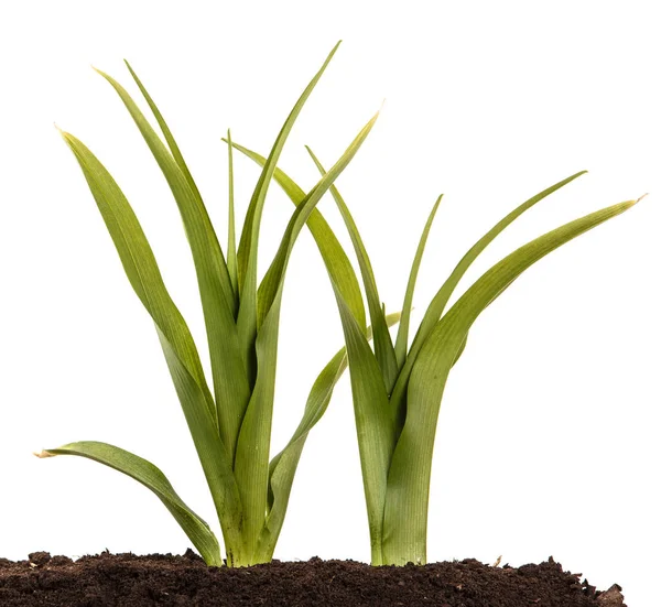 Młody krzew liliowca w glebie. Na białym tle — Zdjęcie stockowe