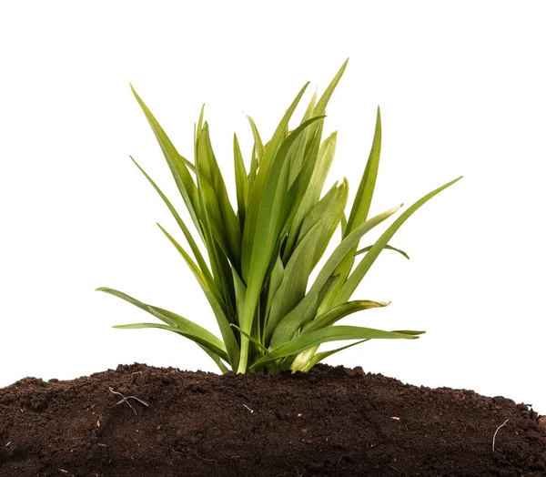 Młody krzew liliowca w glebie. Na białym tle — Zdjęcie stockowe