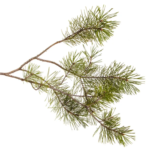 Een tak van de pijnboom met groene spelen. Geïsoleerd op witte achtergrond — Stockfoto