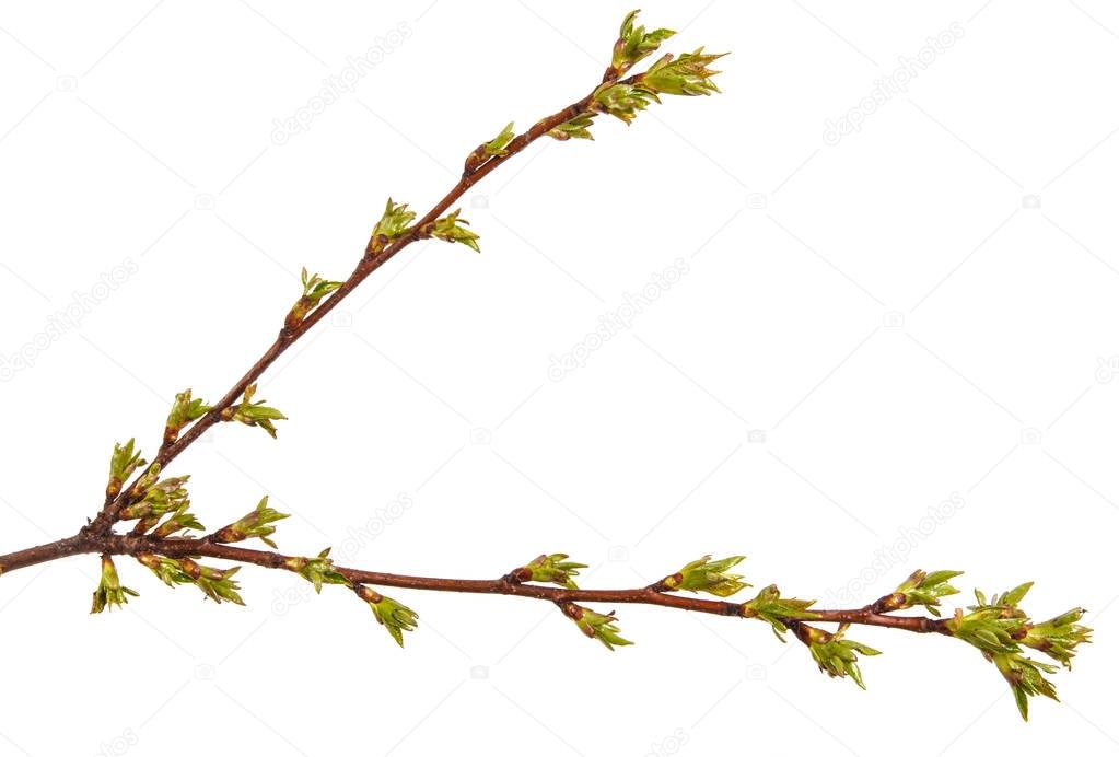 Swollen green buds on a branch of a cherry tree