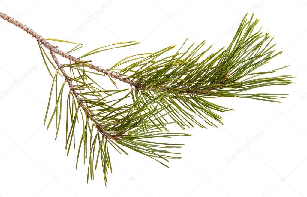 A pine branch with green games. Isolated on white background