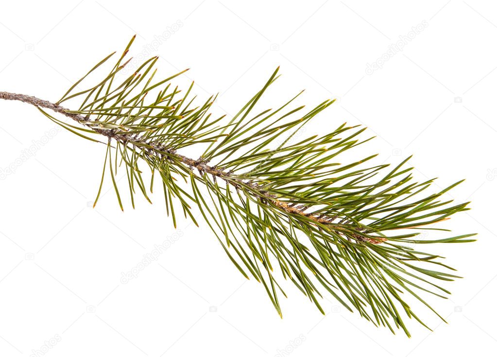 A pine branch with green games. Isolated on white background