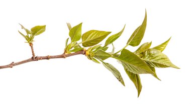 Genç yeşil yaprakları ile Lila bir çalı Şubesi. WH izole