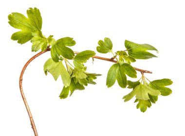 Frenküzümü fidanları genç yeşil yaprakları ile bir dalı. Üzerinde izole 