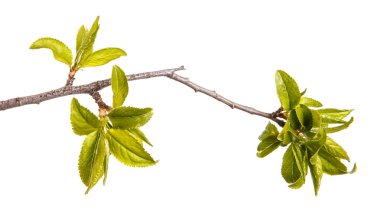 Genç yeşil yaprakları ile bir erik ağacı dalı. WHI üzerinde izole