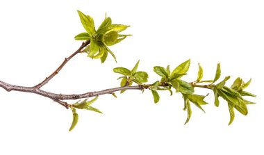 Genç yeşil yaprakları ile bir erik ağacı dalı. WHI üzerinde izole