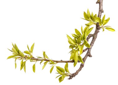 Genç yeşil armut ağacının dalını bırakır. Beyaz izole