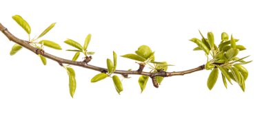 Genç yeşil armut ağacının dalını bırakır. Beyaz izole