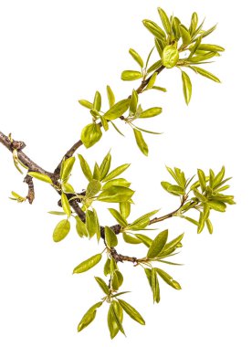 Genç yeşil armut ağacının dalını bırakır. Beyaz izole