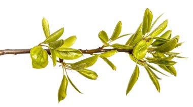 Genç yeşil armut ağacının dalını bırakır. Beyaz izole