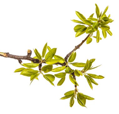 Genç yeşil armut ağacının dalını bırakır. Beyaz izole