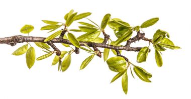 Genç yeşil armut ağacının dalını bırakır. Beyaz izole