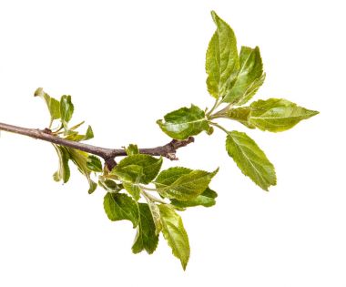 Genç yeşil bir elma ağacının dalını bırakır. WHI üzerinde izole