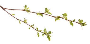 Genç yeşil bir elma ağacının dalını bırakır. WHI üzerinde izole