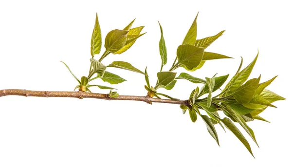 Een tak van een Lila struik met jonge groene bladeren. Geïsoleerd op wh — Stockfoto