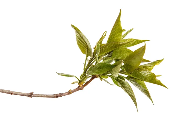 Een tak van een Lila struik met jonge groene bladeren. Geïsoleerd op wh — Stockfoto
