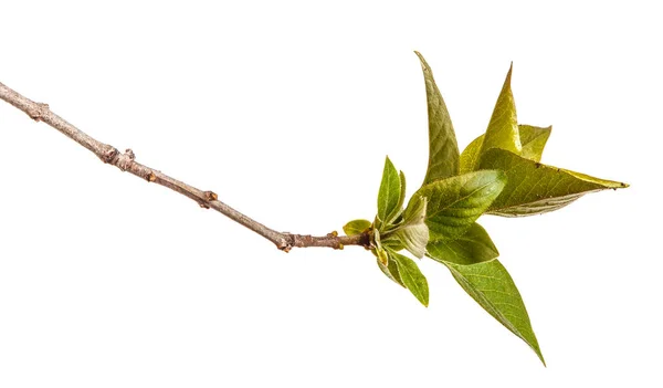 Een tak van een Lila struik met jonge groene bladeren. Geïsoleerd op wh — Stockfoto