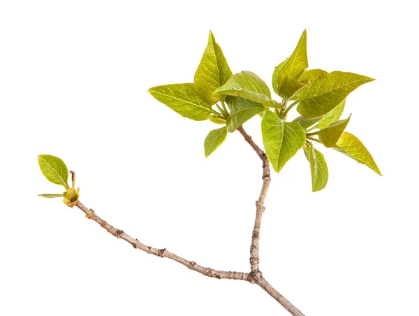 Een tak van een Lila struik met jonge groene bladeren. Geïsoleerd op wh — Stockfoto