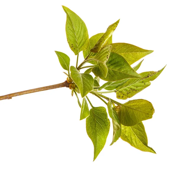 Un ramo di un cespuglio lilla con foglie verdi giovani. Isolato su wh — Foto Stock