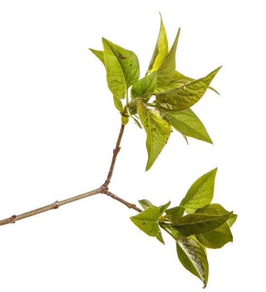 Een tak van een Lila struik met jonge groene bladeren. Geïsoleerd op wh — Stockfoto