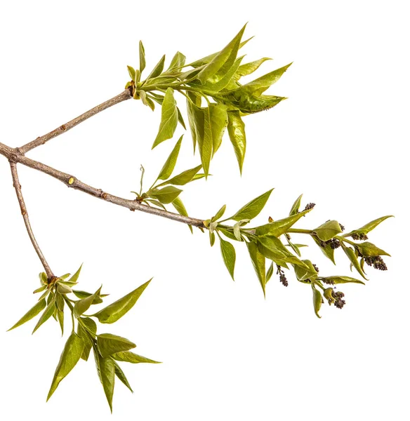 A branch of a lilac bush with young green leaves. Isolated on wh — Stock Photo, Image