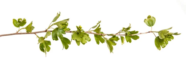 A branch of a currant bush with young green leaves. Isolated on — Stock Photo, Image