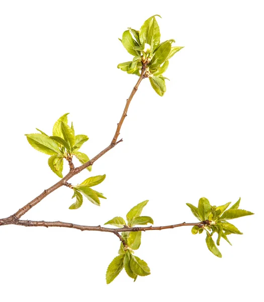 A branch of a plum tree with young green leaves. Isolated on whi — Stock Photo, Image