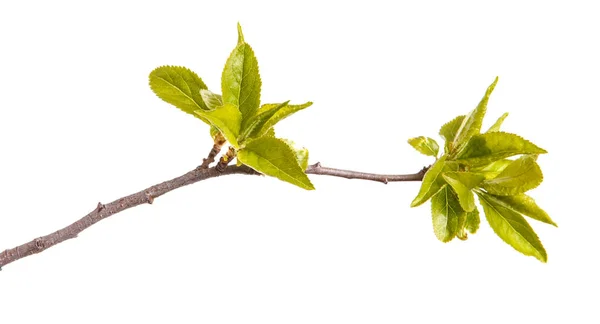 Um ramo de uma ameixeira com folhas verdes jovens. Isolados em que — Fotografia de Stock